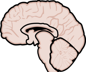 medical marijuana for Multiple Sclerosis